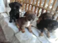 4 filhotes