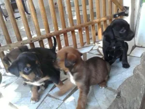 Cachorro raça vira-lata idade Abaixo de 2 meses nome 4 filhotes