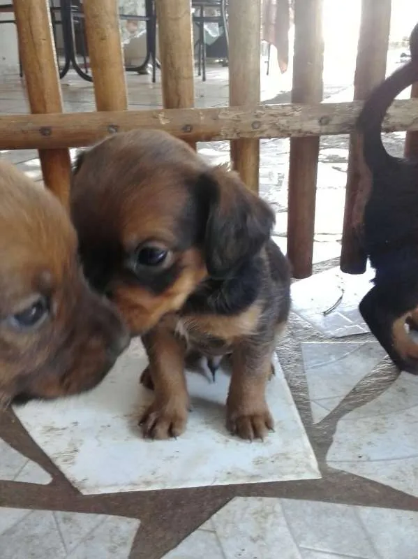 Cachorro raça vira-lata idade Abaixo de 2 meses nome 4 filhotes