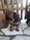 4 filhotes