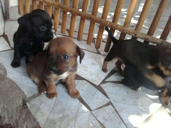 Cachorro raça vira-lata idade Abaixo de 2 meses nome 4 filhotes