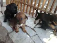 4 filhotes
