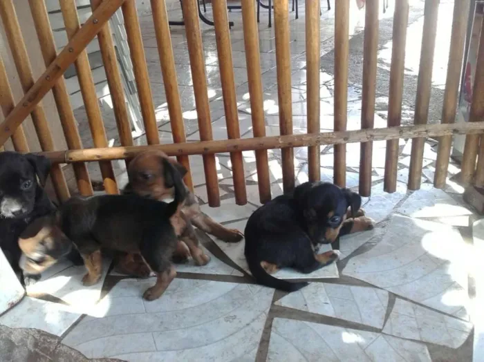 Cachorro raça vira-lata idade Abaixo de 2 meses nome 4 filhotes