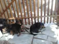 4 filhotes