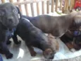 4 filhotes