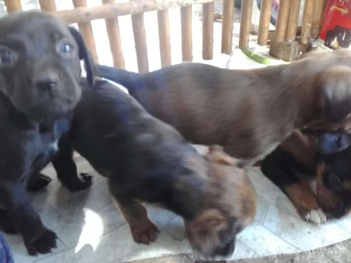 Cachorro raça vira-lata idade Abaixo de 2 meses nome 4 filhotes