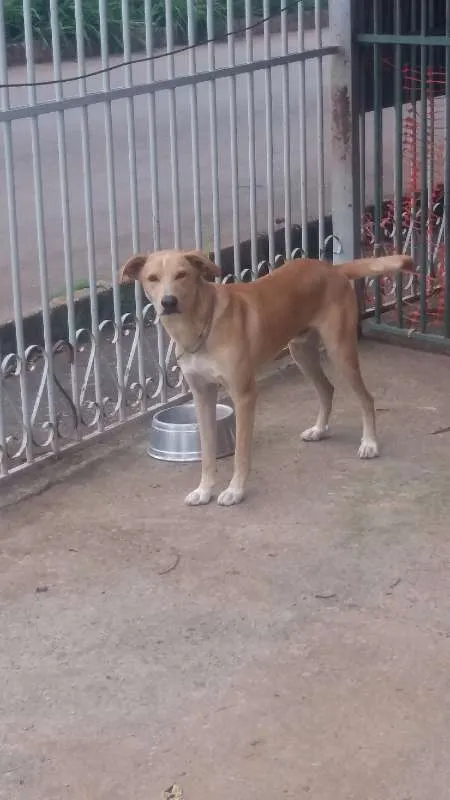 Cachorro raça Vira Lata idade 1 ano nome Amendoim