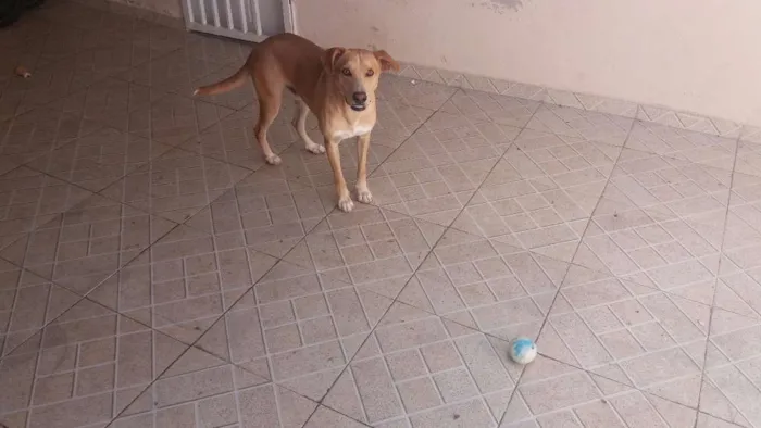 Cachorro raça Vira Lata idade 1 ano nome Amendoim