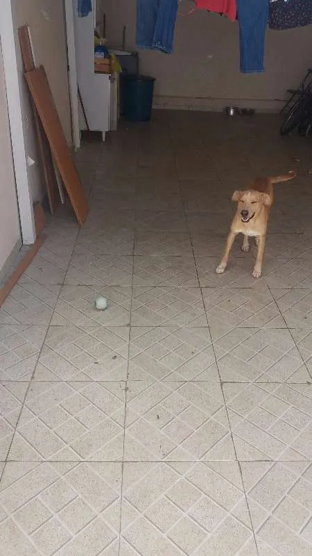 Cachorro raça Vira Lata idade 1 ano nome Amendoim