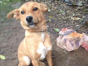 Cachorro raça vira-lata idade 2 a 6 meses nome Lupita Xurupita