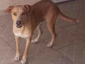 Cachorro raça Vira Lata idade 1 ano nome Amendoim