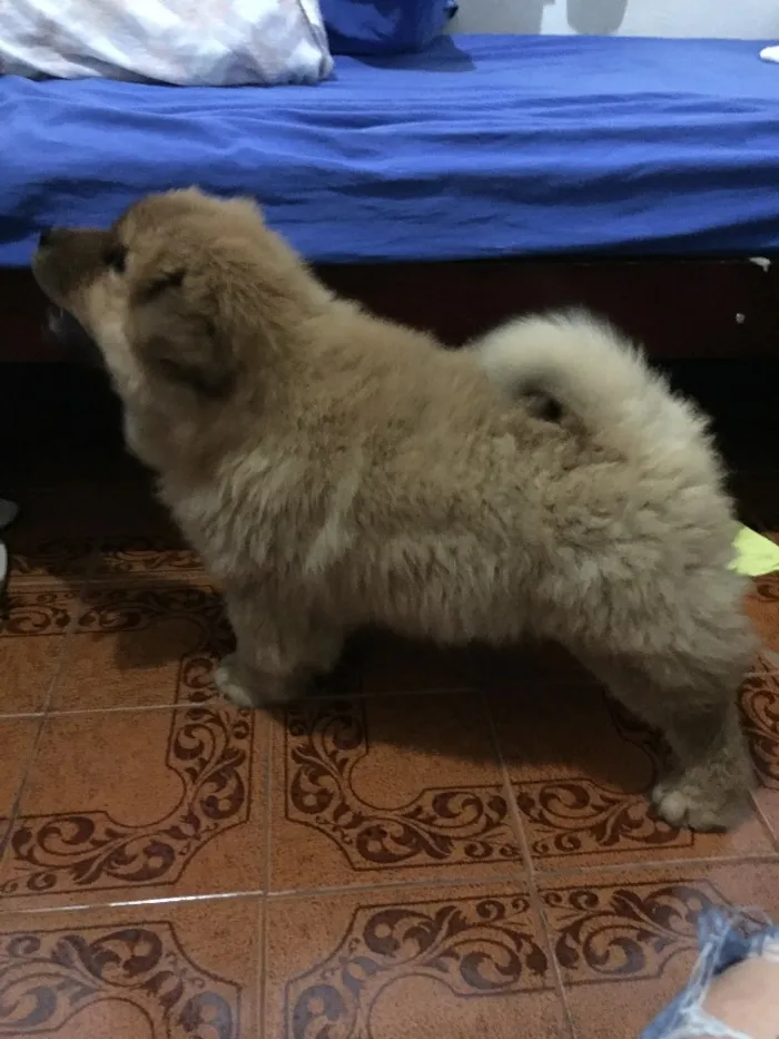 Cachorro raça Chow chow idade  nome Marley