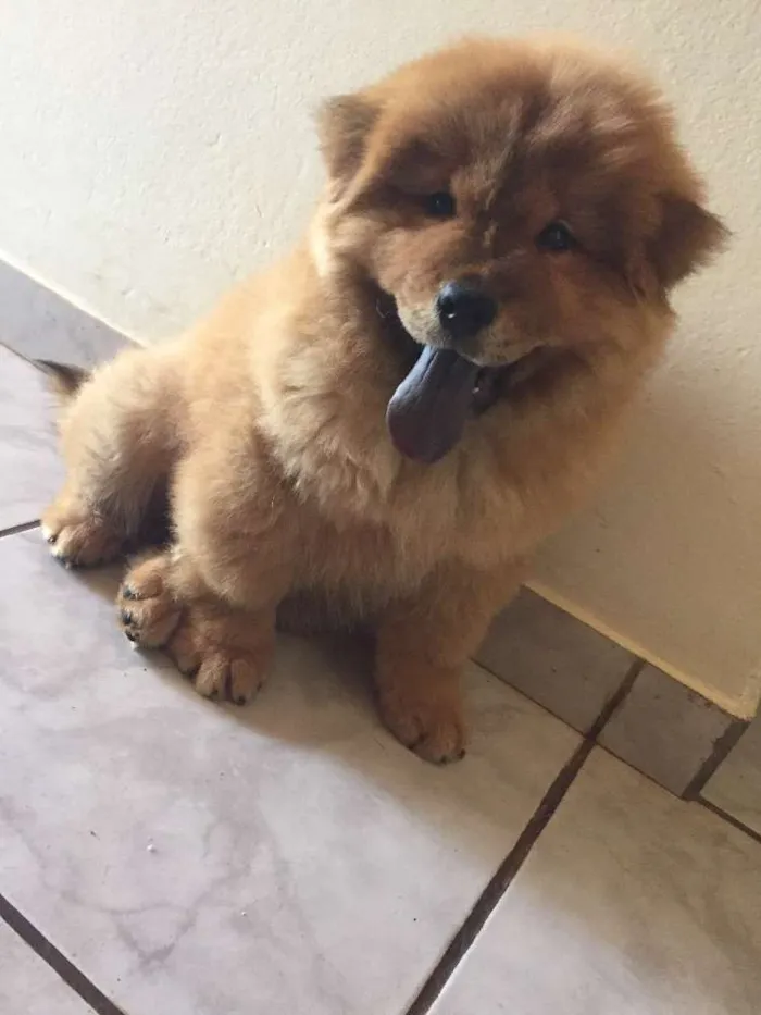 Cachorro raça Chow chow idade  nome Marley