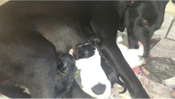 Cachorro raça SRD idade Abaixo de 2 meses nome Sem Nome
