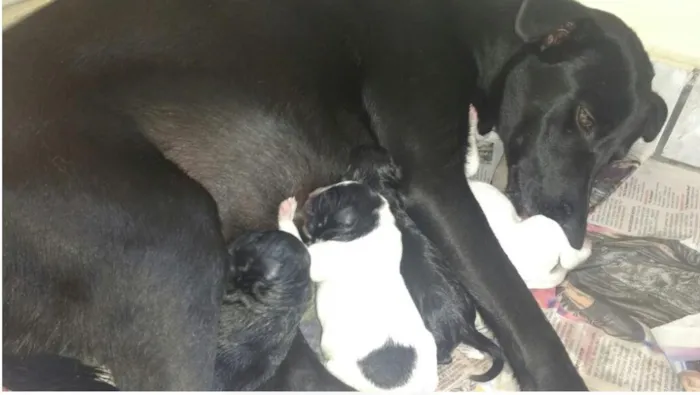Cachorro raça SRD idade Abaixo de 2 meses nome Sem Nome
