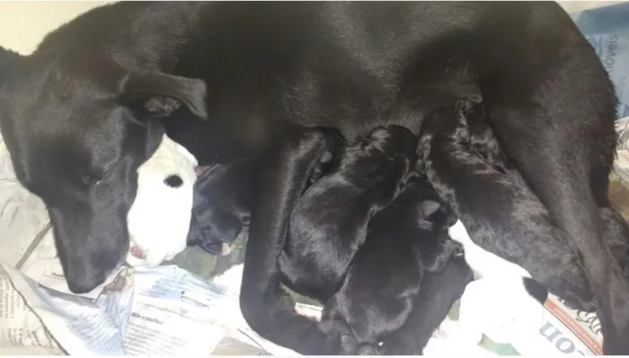 Cachorro raça SRD idade Abaixo de 2 meses nome Sem Nome