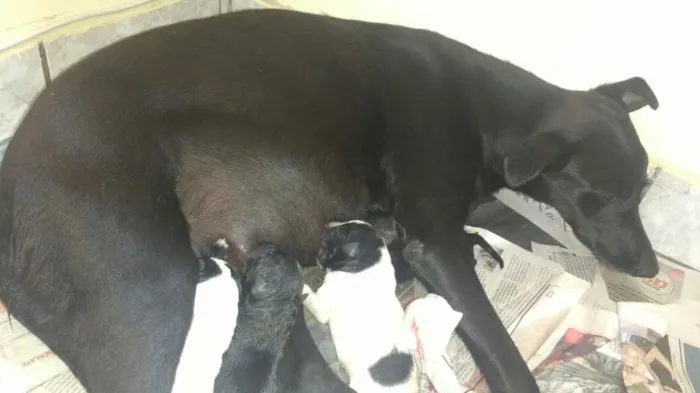Cachorro raça SRD idade Abaixo de 2 meses nome Sem Nome