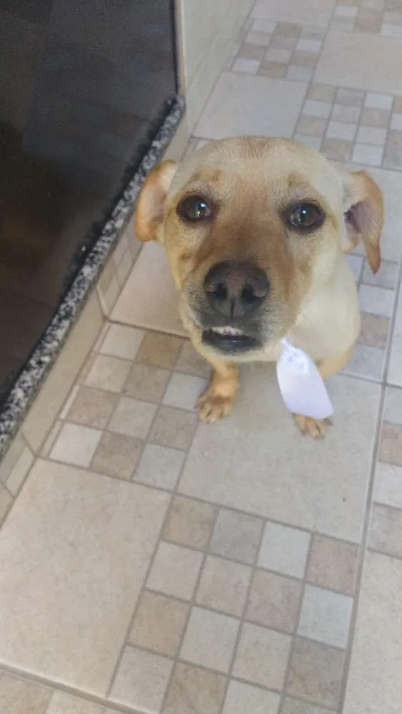 Cachorro ra a Labrador misturado com viralata idade 2 anos nome Bidu