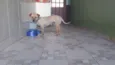 Bidu
