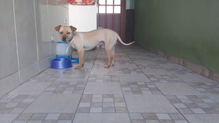 Cachorro ra a Labrador misturado com viralata idade 2 anos nome Bidu