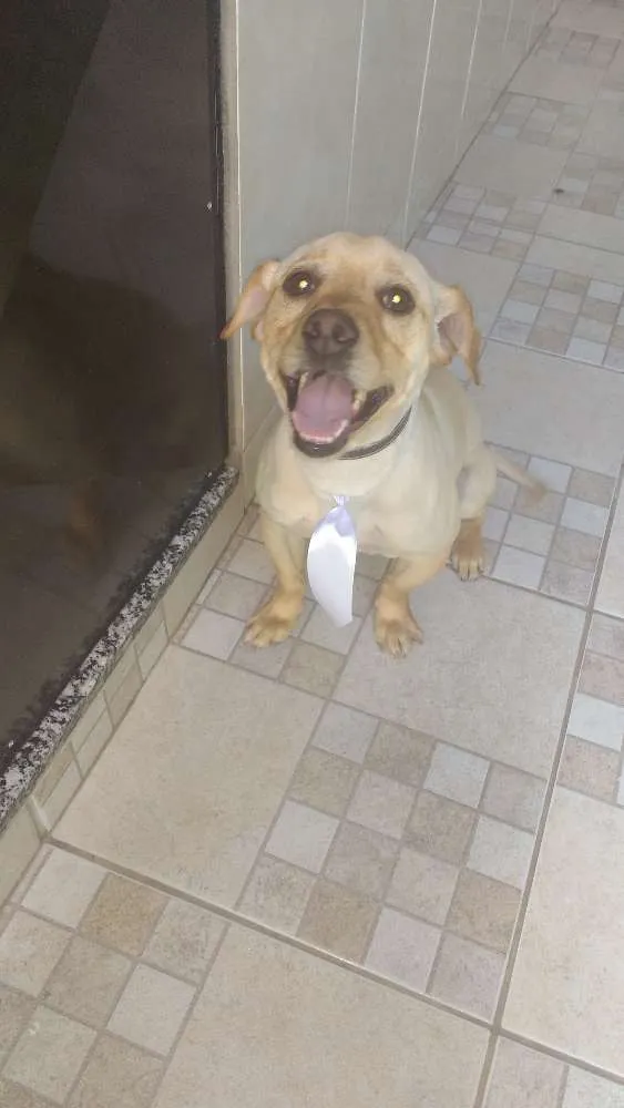 Cachorro ra a Labrador misturado com viralata idade 2 anos nome Bidu