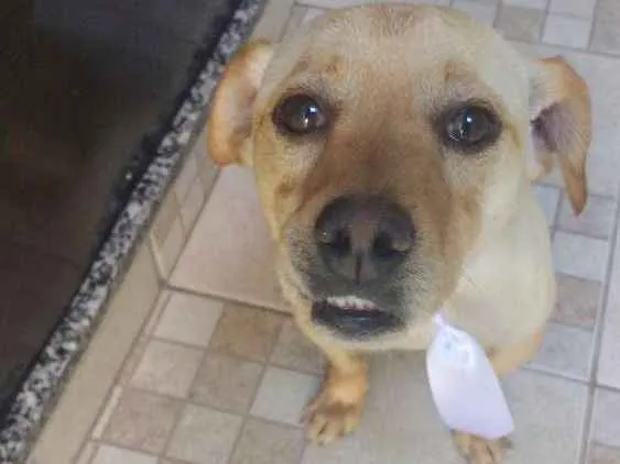 Cachorro ra a Labrador misturado com viralata idade 2 anos nome Bidu