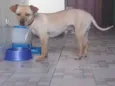 Bidu