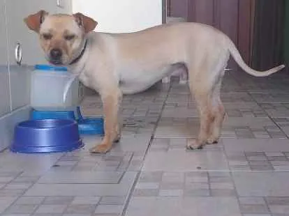Cachorro ra a Labrador misturado com viralata idade 2 anos nome Bidu