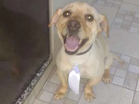 Cachorro ra a Labrador misturado com viralata idade 2 anos nome Bidu