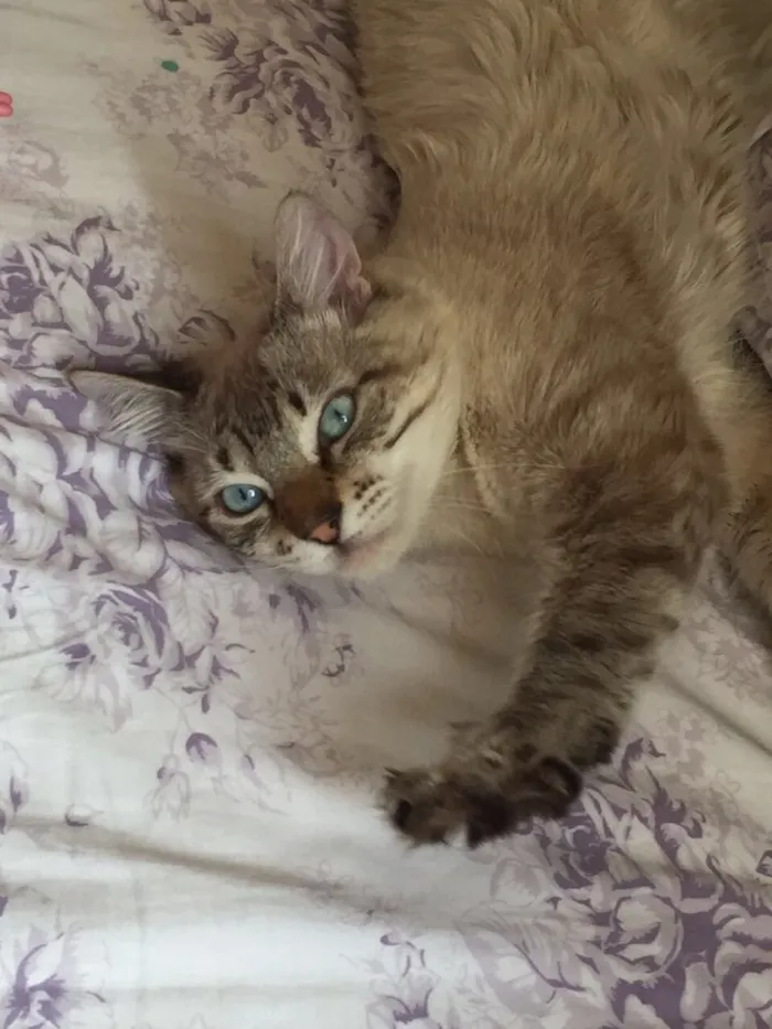 Gato raça  idade 1 ano nome BILLY