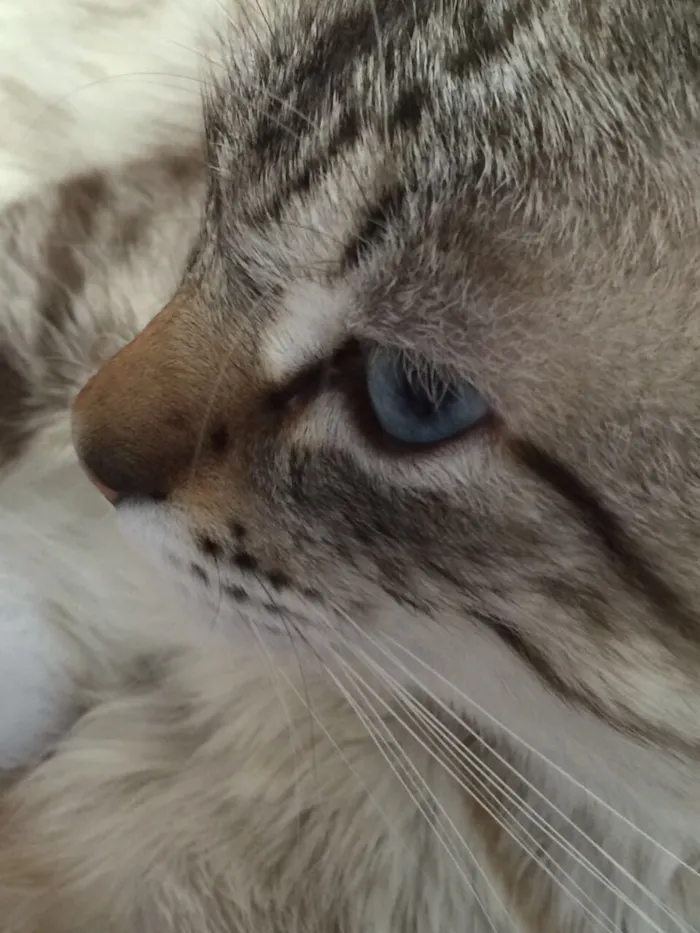 Gato raça  idade 1 ano nome BILLY