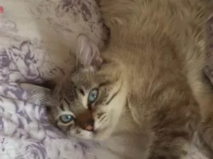 Gato raça  idade 1 ano nome BILLY