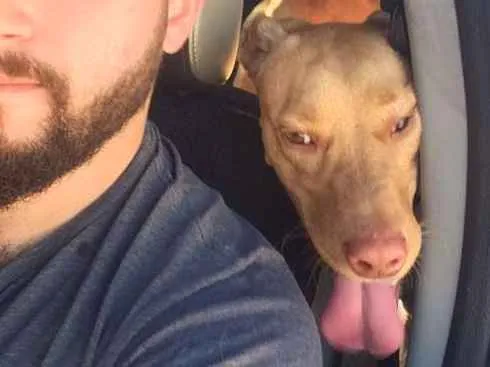 Cachorro ra a viralata idade 2 anos nome Cusco