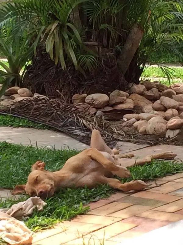 Cachorro ra a viralata idade 2 anos nome Cusco
