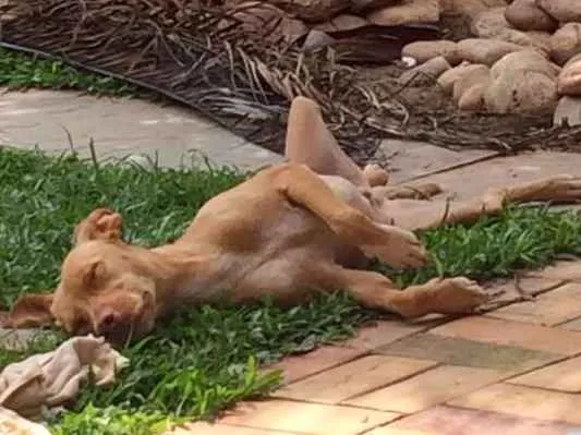 Cachorro ra a viralata idade 2 anos nome Cusco