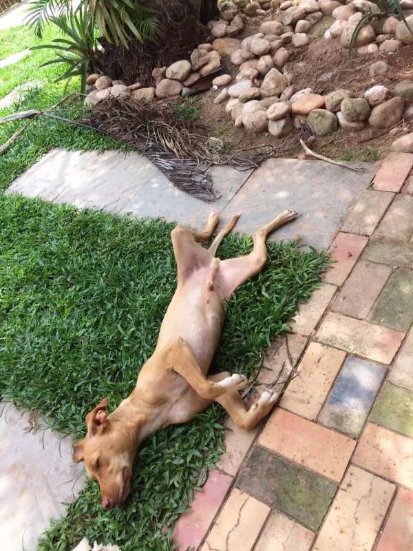 Cachorro ra a viralata idade 2 anos nome Cusco
