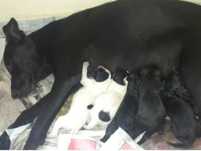 Cachorro raça SRD idade Abaixo de 2 meses nome Sem Nome