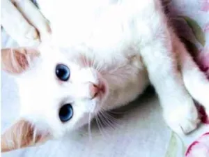 Gato raça vira lata idade 2 a 6 meses nome ainda não tem nomes
