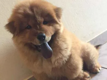 Cachorro raça Chow chow idade  nome Marley
