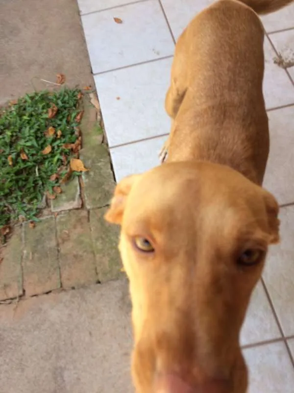 Cachorro ra a viralata idade 2 anos nome Cusco