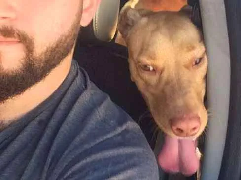 Cachorro ra a viralata idade 2 anos nome Cusco