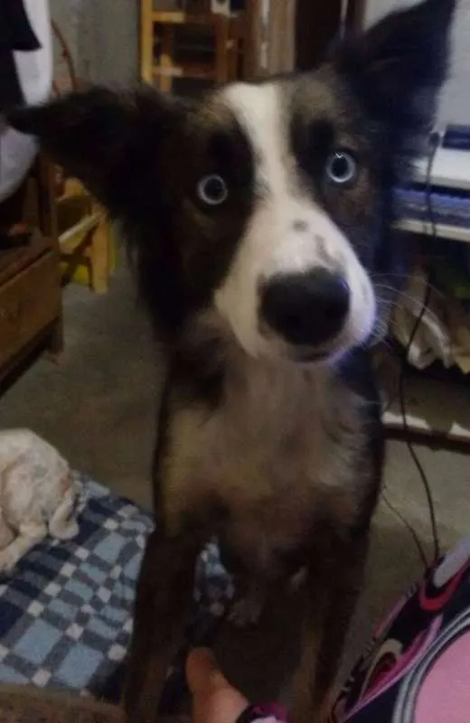 Cachorro ra a Mix de Border Collie idade 2 anos nome Border