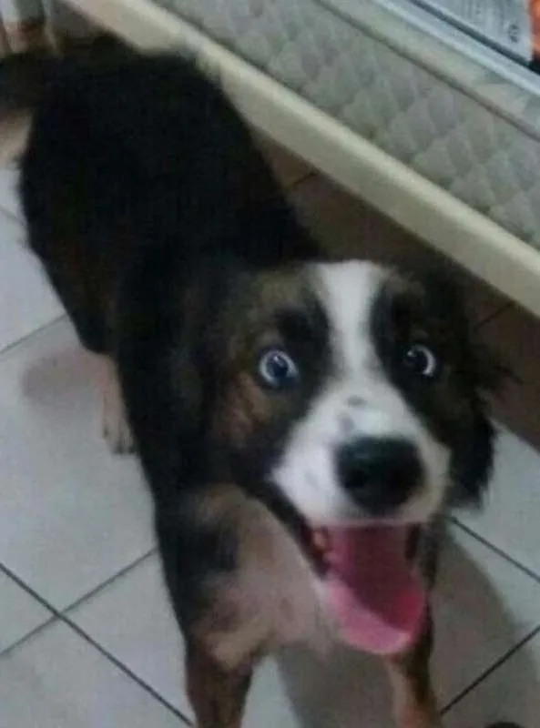 Cachorro ra a Mix de Border Collie idade 2 anos nome Border
