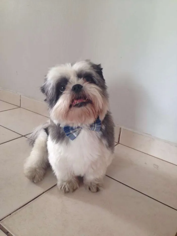 Cachorro ra a Shitzu idade 6 ou mais anos nome Jimmy