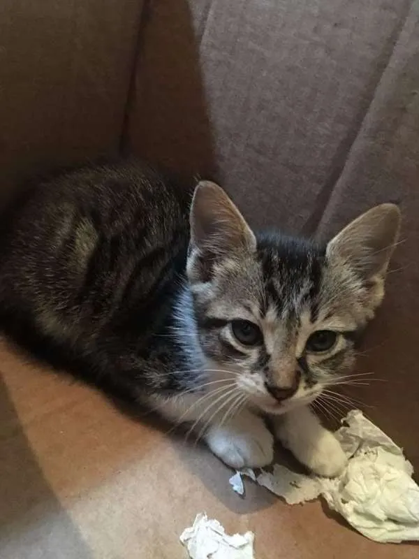 Gato ra a sem raça definida idade 2 a 6 meses nome gatinho