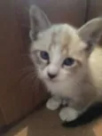 gatinho