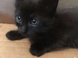 Gato raça sem raçao definida idade 2 a 6 meses nome gatinho