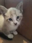 gatinho