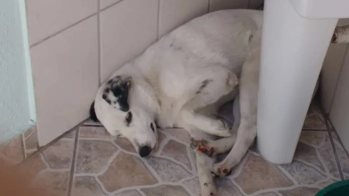 Cachorro ra a Border collie idade 7 a 11 meses nome Pig