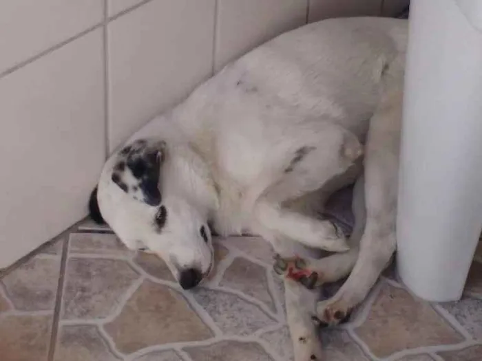 Cachorro ra a Border collie idade 7 a 11 meses nome Pig